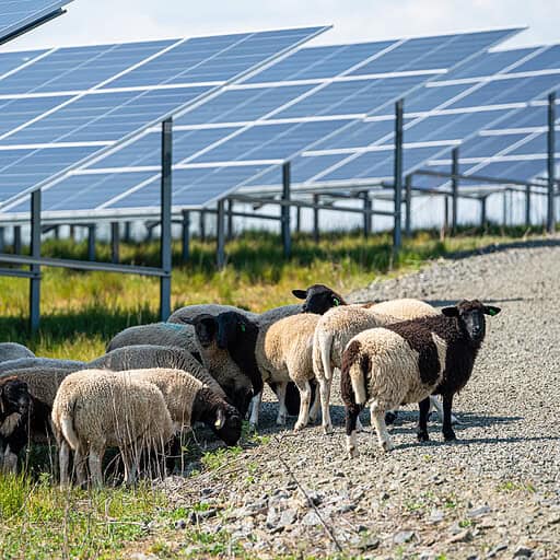 Sheep in Åhus, Sweden solar park