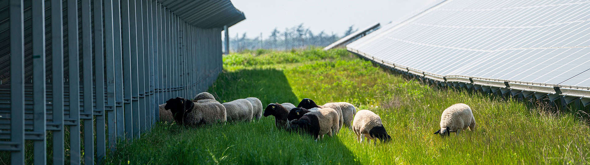 Sheep in Åhus, Sweden solar park