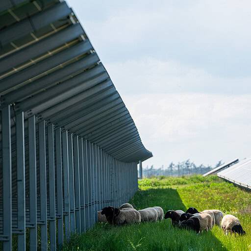 Sheep in Åhus, Sweden solar park