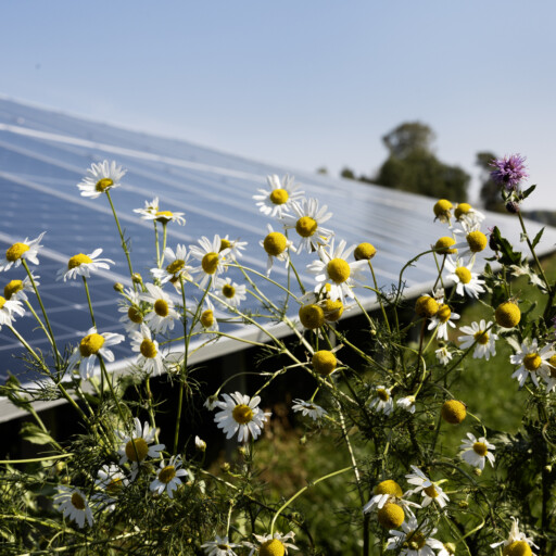 Hallstavik - biodiversity